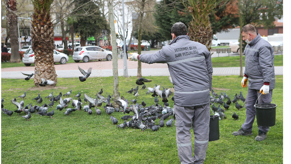 Belediye Ekipleri Şehir Kuşları İçin Yem Dağıttı