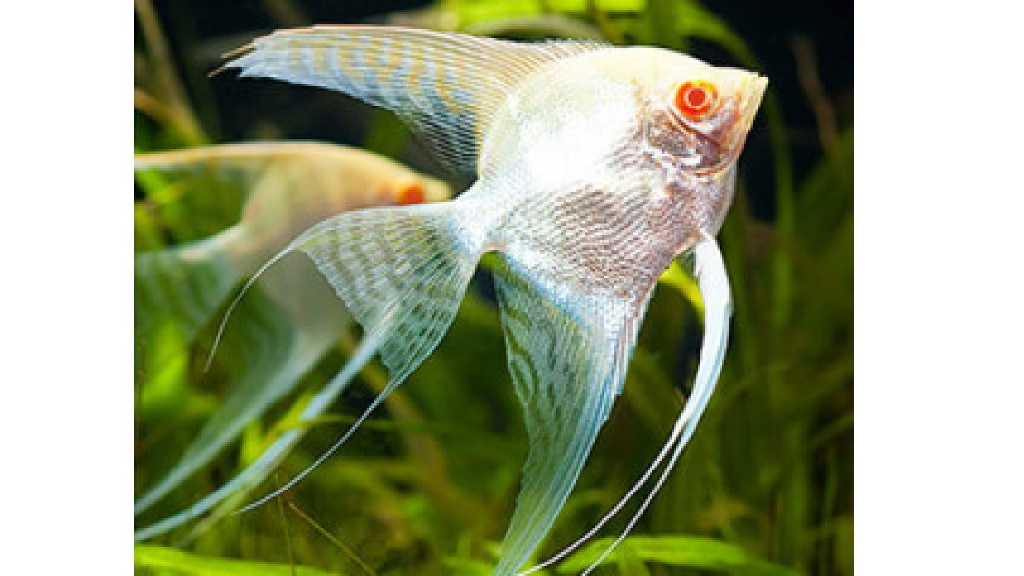 Albino Melek Balığı