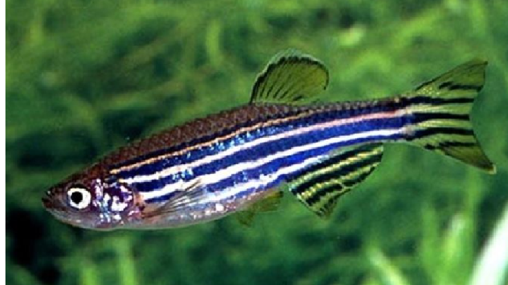 Zebra Balığı
